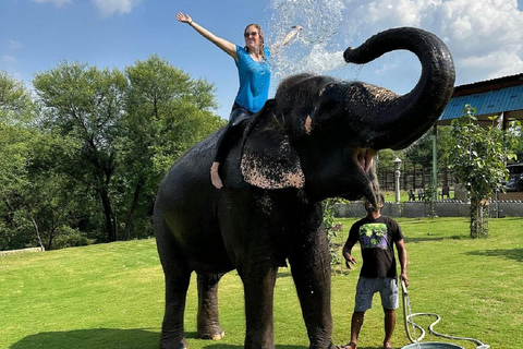 Jaipur: Hathigao Elephant Village Ride, Feeding, & Photos Riding, Feeding, Climbing And Photography with Elephant