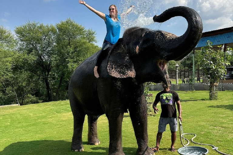 Jaipur: Hathigao Elephant Village Ride, Feeding, & Photos Riding, Feeding, Climbing And Photography with Elephant