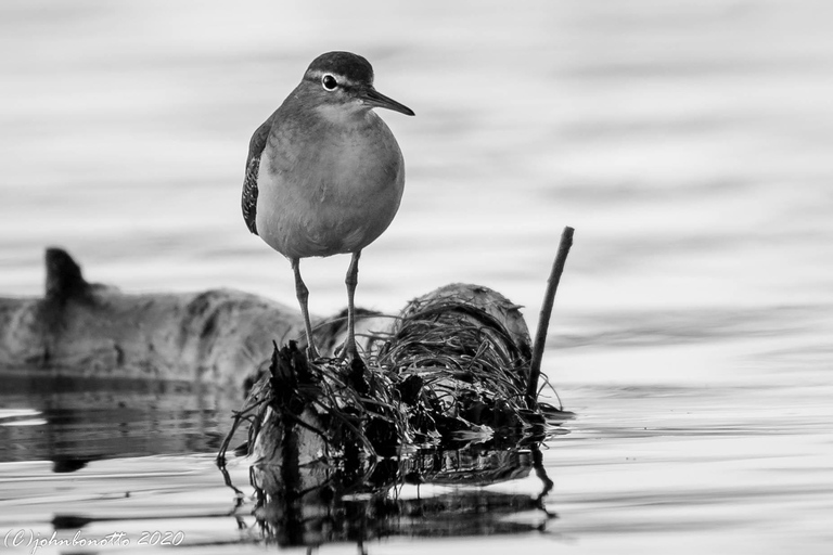 Orlando Bird Nerd Tour: Birding Kayak Tour Orlando Bird Nerd Tour: Long Birding Kayak Tour
