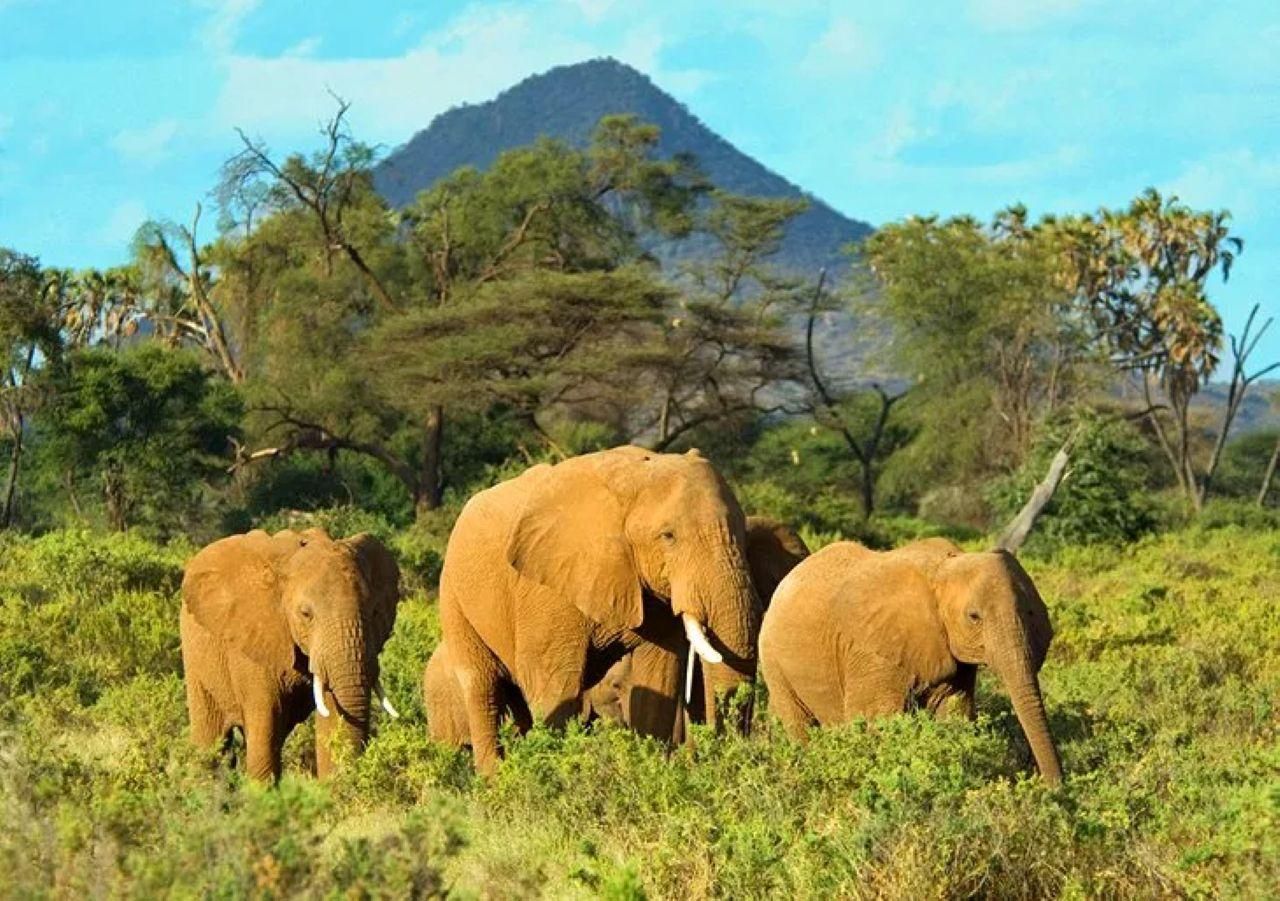 Mombasa: 2-tägige fantastische Reise nach Tsavo East mit ortskundigem Guide
