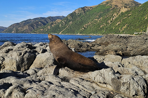 Christchurch: Kaikoura Whale Watching Day Tour Christchurch: Kaikoura Private Day Tour