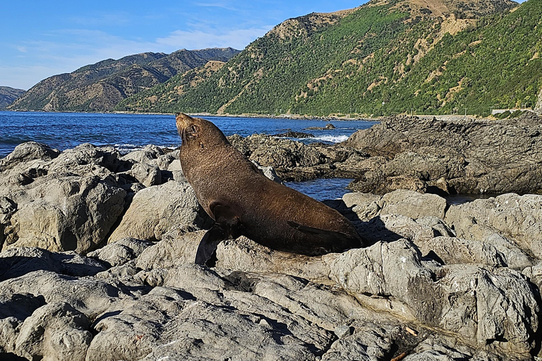 Christchurch: Kaikoura Whale Watching Day Tour Christchurch: Kaikoura Private Day Tour