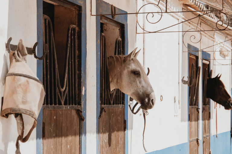 From Albufeira: Half-Day Hidden Gems &amp; Horse Riding Tour