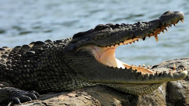 Krokodillen spotten van Mirissa naar Matara Nilwala-boottochten