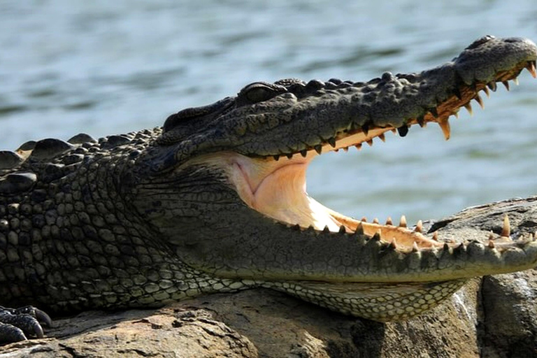 Mirissa to Matara Crocodile Watching Nilwala Boat Tours Private Boat River Fishing