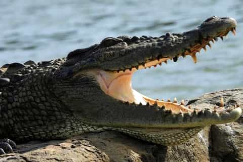 De Mirissa à Matara : Observation des crocodiles, croisière sur la Nilwala