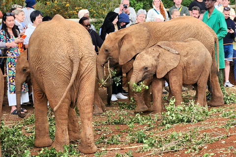 David Sheldrick Elephant Orphanage &amp; Beads Factory Tour