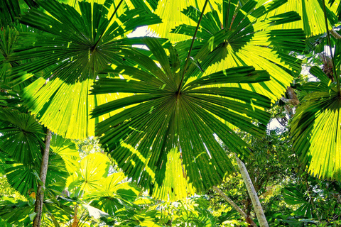 Cairns: Daintree Rainforest & Cape Tribulation Minibus Tour Cairns CBD Hotel Pickup