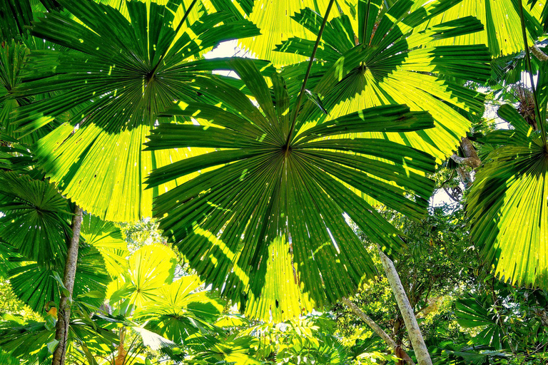 Cairns: Daintree Rainforest & Cape Tribulation Minibus Tour Cairns CBD Hotel Pickup