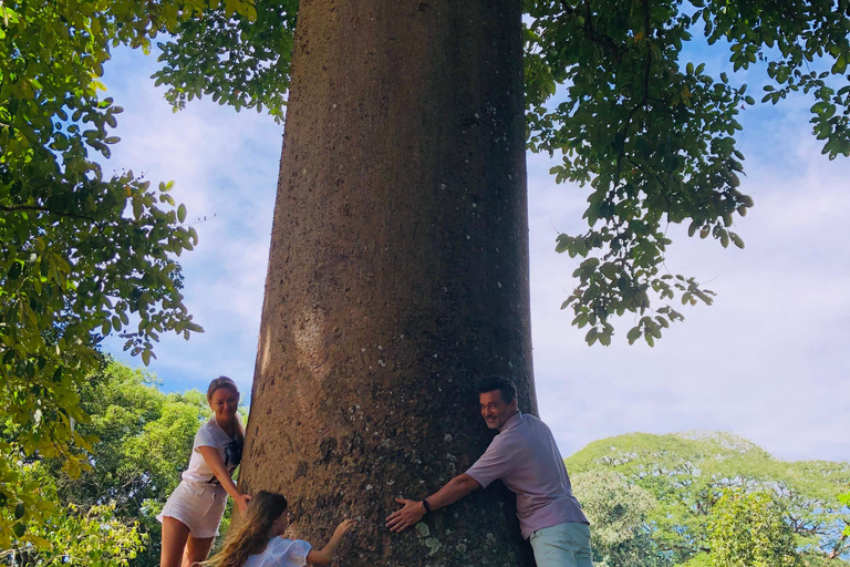 Kandy privet day tour z pinnawala i plantacją herbatyZaczynając od obszaru Negombo