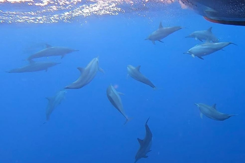 Ekskluzywne wycieczki z wielorybami i delfinami na Sri Lance: Trincomalee