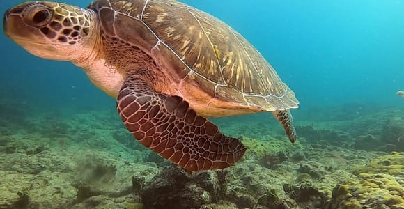 Short Snorkeling Trip