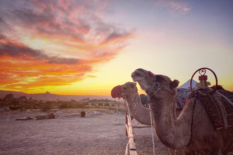 Cappadocia: Sunrise or Sunset Camel Safari with Hotel Pickup Sunset Camel Safari