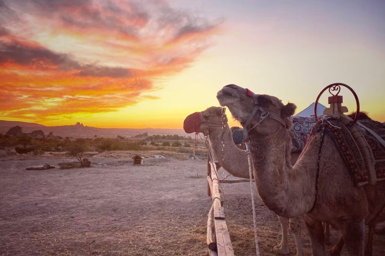 Cappadocia: Sunrise or Sunset Camel Safari with Hotel Pickup Sunset Camel Safari