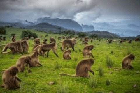 Äthiopien: 10-tägige Wildtier-Fototour mit Flügen