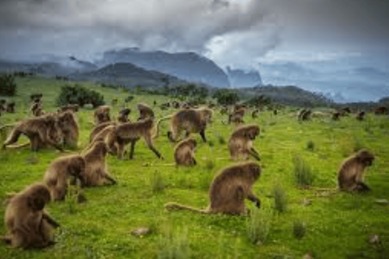 Äthiopien: 10-tägige Wildtier-Fototour mit Flügen