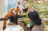 Vanuit Seoul, Everland Admission Ticket met Transfer - Hizvo