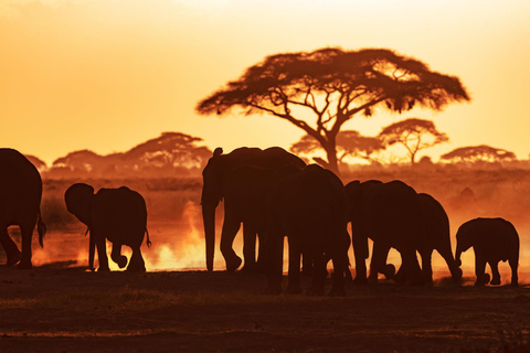 From Diani: 2-Day Ziwani Sanctuary Safari with Camp Stay