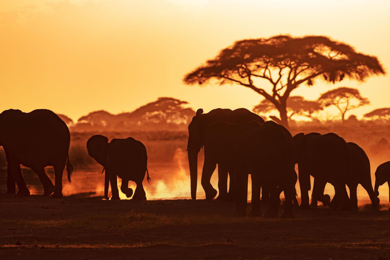 From Diani: 2-Day Ziwani Sanctuary Safari with Camp Stay