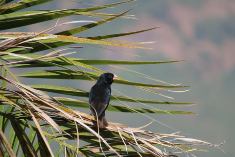 Addis Ababa: 8-Day Bale Mountains Birdwatching Tour