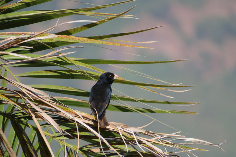 Addis Ababa: 8-Day Bale Mountains Birdwatching Tour