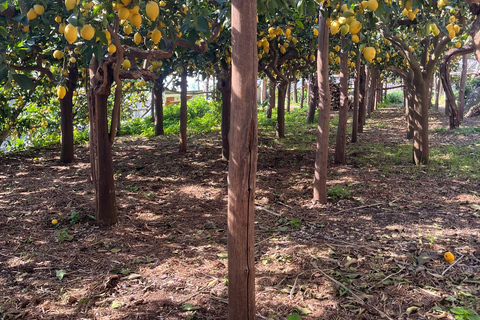 Z Positano: Wycieczka cytrynowa z degustacją i transferem