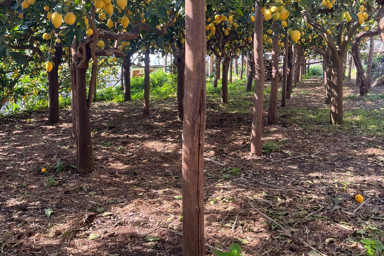 Z Positano: Wycieczka cytrynowa z degustacją i transferem