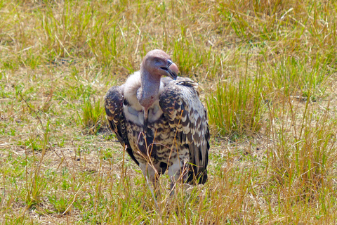 Tanzânia: Safári de 7 dias com acampamento no Serengeti e NgorongoroTanzânia: Safari de 7 dias com acampamento no Serengeti e Ngorongoro