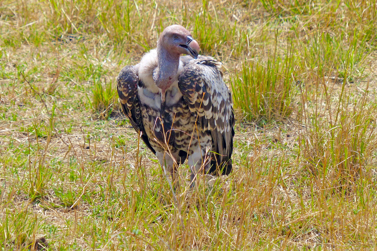 Tanzânia: Safári de 7 dias com acampamento no Serengeti e NgorongoroTanzânia: Safari de 7 dias com acampamento no Serengeti e Ngorongoro
