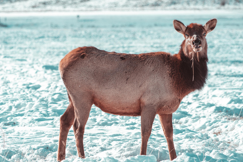 Salt Lake City: 4-Day Yellowstone & Grand Teton Winter Tour