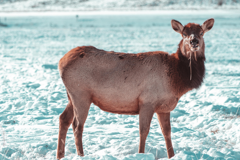 Salt Lake City: 4-Day Yellowstone & Grand Teton Winter Tour