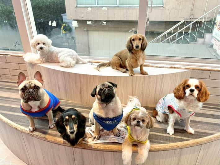 Harajuku: Heartwarming Dog Interaction in Inucafe Rio