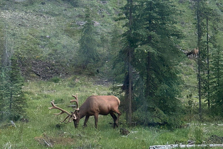 Przygoda na lodowcu Icefields Parkway + Columbia Skywalk