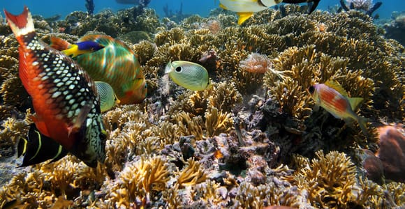 Key West: 3-Hour Afternoon Reef Snorkel with Drinks