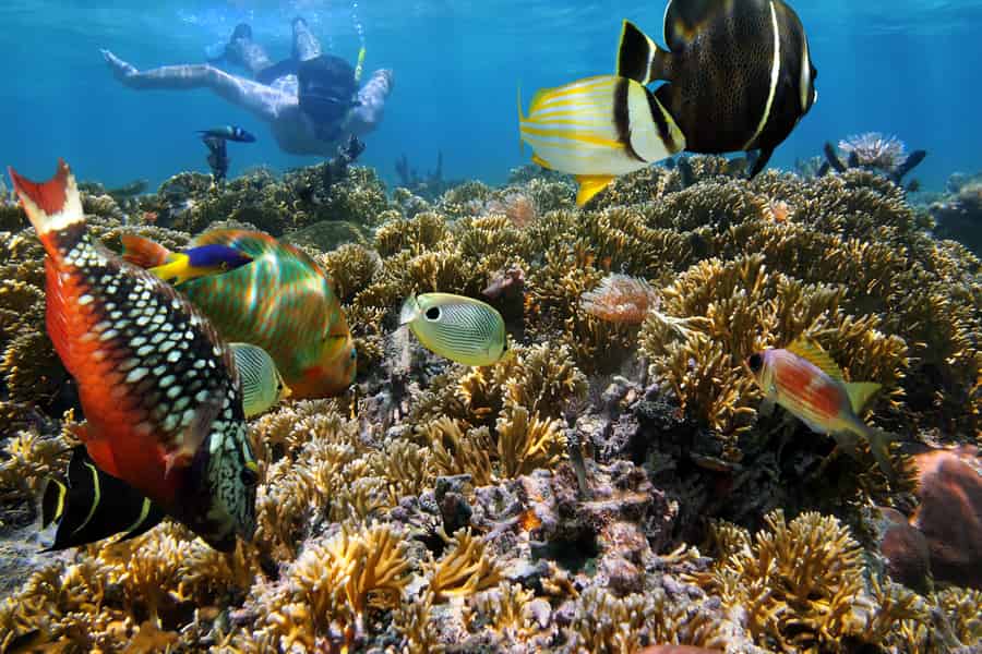 Key West: 3-stündiger Riffschnorchelnachmittag mit Getränken. Foto: GetYourGuide Key West: 3-stündiger Riffschnorchelnachmittag mit Getränken. Foto: GetYourGuide