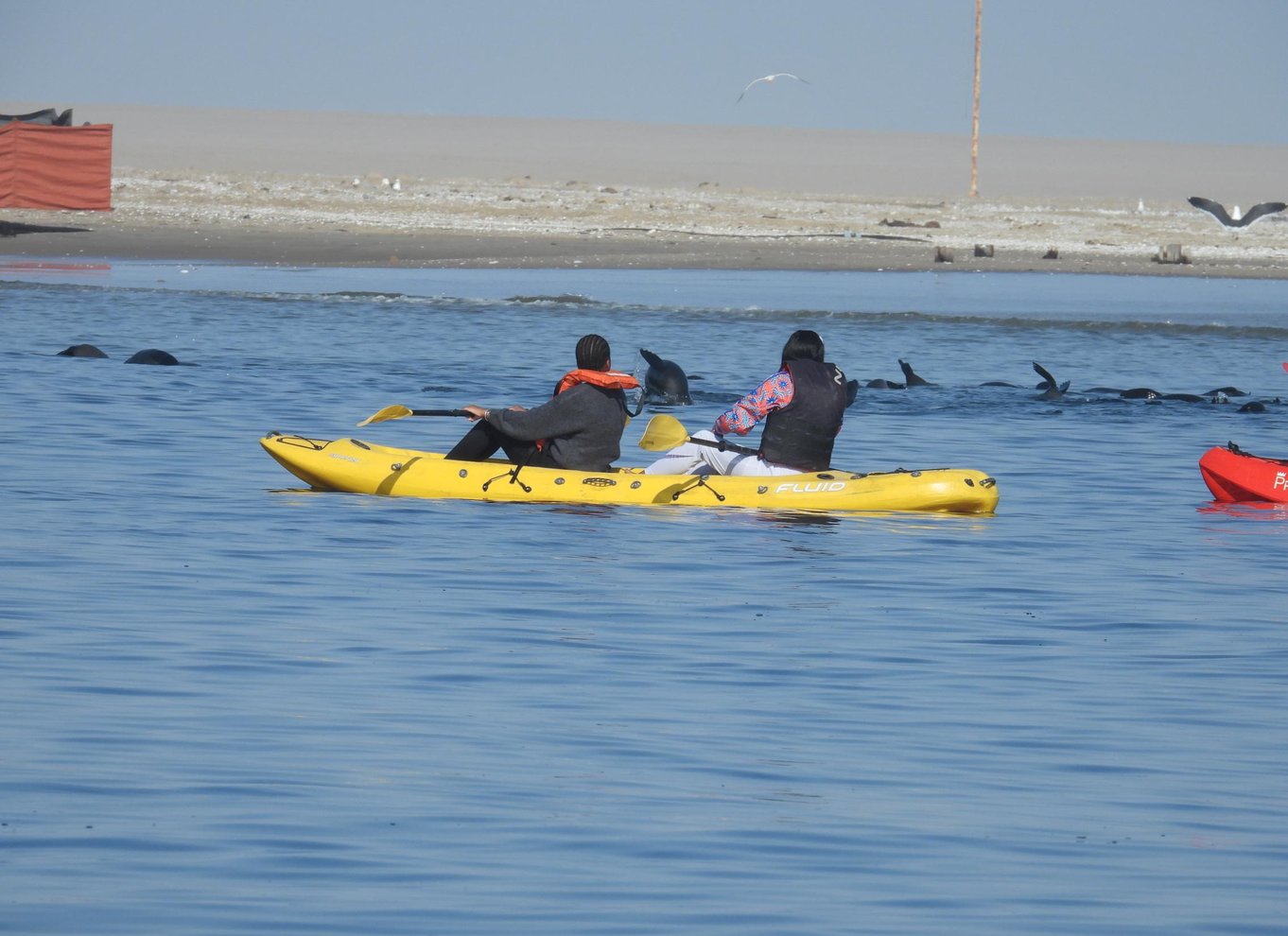 Walvis Bay: Kajak og Sandwich Harbour heldagstur