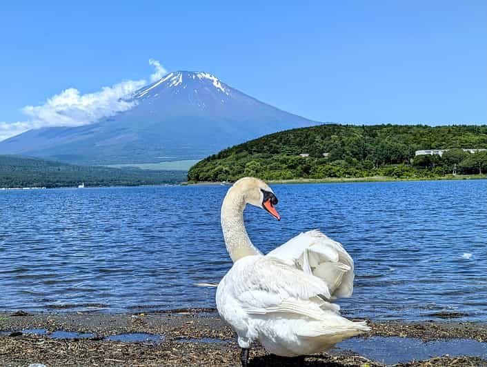 Tokyo: Mt Fuji Signature 6 Scenic Spots Tour & Lake Yamanaka