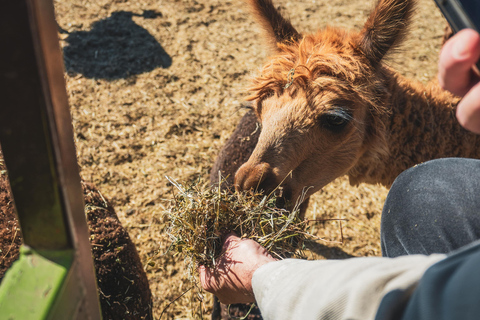 From Santiago: Rancagua Safari Park Zoo