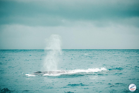 Mirissa: Whale Watching Luxury Super Grade Cruise Tour