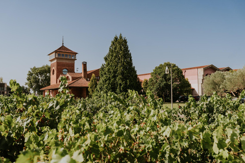 Logroño: guided tour + tasting of 3 wines at Viña Ijalba Logroño: wine tour + tasting of 3 organic wines at Viña Ijalba