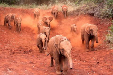 Sheldrick baby elephants , centre de girafes et karen blixen