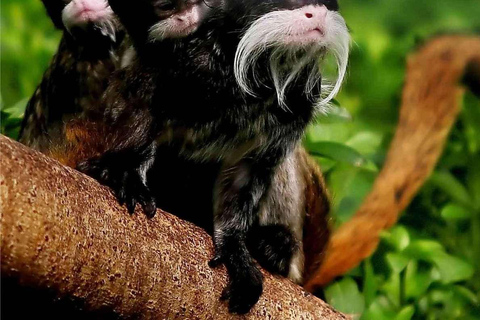 Cusco: Excursie naar Manu Nationaal Park met overnachting