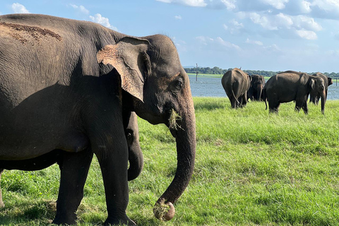 Minneriya : Safari privé en jeep dans le parc national de Minneriya