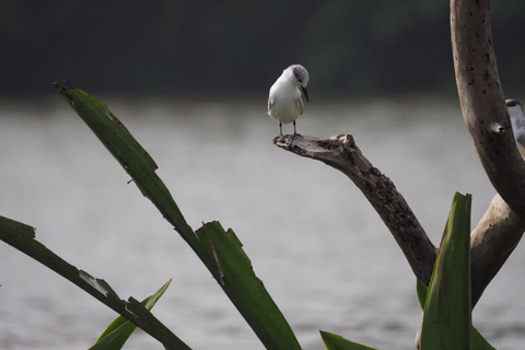 Mirissa: Vogels kijken op de Nilwala rivier en krokodillentocht