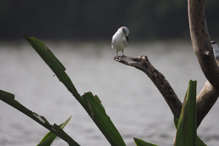 Mirissa: Nilwala River Bird Watching and Crocodile Tour