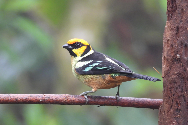 Private Hummingbird and Toucan Sanctuaries Tour in Mindo