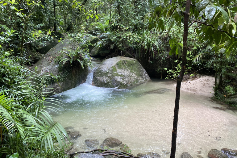 Forêt tropicale de Daintree : Croisière sur la rivière et promenade dans la forêt tropicale