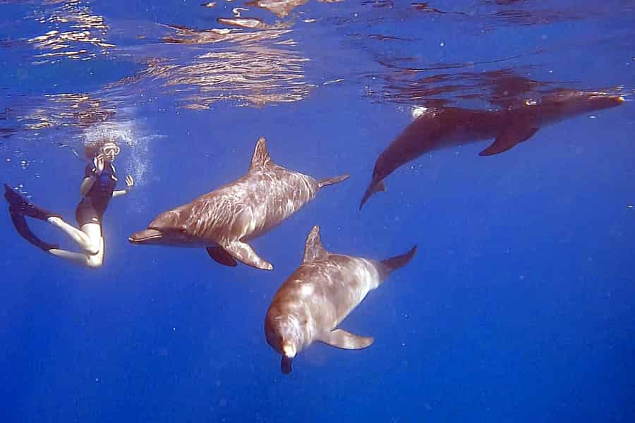 Hurghada: Schwimmen mit Delfinen, Schnorcheln & Schnupper-Tauchkurs. Foto: GetYourGuide Hurghada: Schwimmen mit Delfinen, Schnorcheln & Schnupper-Tauchkurs. Foto: GetYourGuide