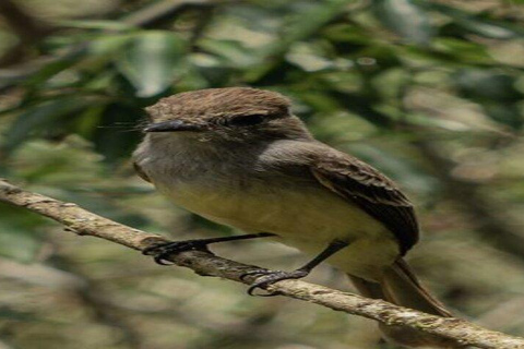Santa Cruz: Giant Tortoise Watching and Lava Tunnels Tour