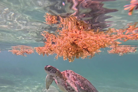 Riviera Maya: Nado con Tortugas, Cenote y Almuerzo mexicano. Riviera Maya:Nado con Tortugas, 3 Cenotes, Almuerzo Mexicano